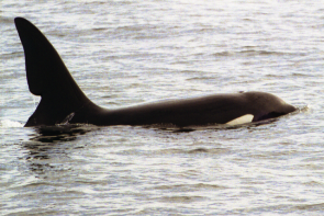 This male killer whale, known as John Coe, has been seen off the coast of south Wales and western Ireland